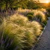 Stauden Gänge 10 x Stipa tenuissima 'Pony Tails' im 1 Liter Produktbild-Vorschau 2