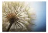 Basera Fototapete Pusteblumenmotiv b-B-0059-a-b, Produktbild-Vorschau 2