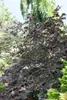 Blutbuche Purpurea 60-100 cm, im Topf - Fagus sylvatica Produktbild-Vorschau 5