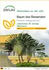 SAFLAX - Baum des Reisenden - Ravenala madagascariensis - 8 Produktbild-Vorschau 1