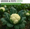 Blumenkohl Erfurt Samen - Brassica oleracea - Produktbild-Vorschau 7