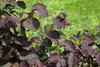 Rote Zellernuss Rote Zellernuß 50-60 cm, im Topf - Corylus Produktbild-Vorschau 2