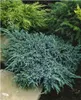 Kriechender Wacholder ´BLUE CARPET´ 30-40 cm, Cont. 2 l Produktbild-Vorschau 2