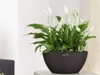 LECHUZA CUBETO, Kvetináč, Voľne stojace, Polypropylén (PP), Náhľad obrázku produktu 25