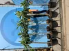 Japoński Wollmispel, Eriobotrya Japonica, Mispel 150cm Podgląd zdjęcia produktu 3