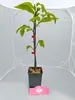 Lot de 2 Castanea sativa – châtaignier – hauteur 60 cm – Voir les images du produit 2