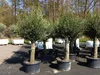Olivenbaum Olive "60 Jahre" 200 - 240 cm, beste Qualität, Produktbild-Vorschau 1
