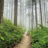 Unser Wald / Forest Nature 2027 Produktbild-Vorschau 7