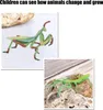 Wachstumszyklus-Insektenspielzeug, hochsimuliertes Produktbild-Vorschau 5