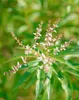 Zitronenverbene, im Topf - Aloysia triphylla Produktbild-Vorschau 14