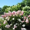 2 x Hortensie - Hydrangea paniculata Vanille Fraise  - Produktbild-Vorschau 2