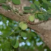 Marula (Sclerocarya birrea ssp. caffra) – 5 semen Náhled obrázku produktu 1