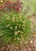 Stauden Gänge 1 x Pennisetum alopecuroides 'Little Bunny' Produktbild-Vorschau 5