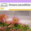 SAFLAX - Rosička okrúhlolistá - Drosera rotundifolia - 50 Náhľad obrázku produktu 10
