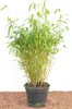 Fargesia murieliae 'Jumbo', Bambus, immergrün, 40–60 cm Produktbild-Vorschau 1