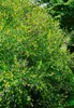 Buszklee (30-40 cm), w doniczce - Lespedeza dwubarwna Podgląd zdjęcia produktu 4