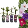 Green boutiQ - Klimplant - Clematis Rainbow - Bloem Roze Voir les images du produit 1