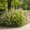 Stauden Gänge 1 x Pennisetum alopecuroides im 1 Liter Topf Produktbild-Vorschau 1