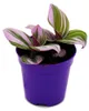 Mini rostlina – tradescantia „Nanouk“, nenáročná závěsná Náhled obrázku produktu 1