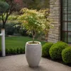 A potted Japanese maple tree on a patio next to a stone building and manicured bushes. Produktbild-Vorschau