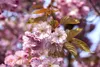 Prunus subhirtella 'Accolade', Zierkirsche, rosa Blüten, Produktbild-Vorschau 2