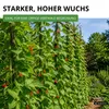 Prunkbohnen Preisgewinner Samen - Phaseolus coccis - Produktbild-Vorschau 5