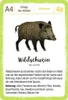 Expedition Natur: Het bosdieren-kwartet Productafbeelding-voorbeeld 5