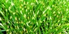Stauden Gänge 1 x Miscanthus sinensis 'Little Zebra' im 1 Produktbild-Vorschau 4