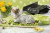 KAISER 3D Vollbackform Lamm 1,75 l 3201004357 4006932658926 Podgląd zdjęcia produktu 9