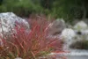 Stauden Gänge 1 x Eragrostis spectabilis im 1 Liter Topf - Produktbild-Vorschau 5