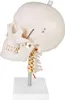 Schädel Halswirbelsäule Anatomie Modell Skelett Lebensgroß Produktbild-Vorschau 2