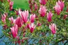 Magnolia liliiflora 'Nigra', Purpur-Magnolie, Produktbild-Vorschau 7