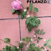 PFLANZOX Pflanzenclips Pflanzenklammern Rankhilfe Pflanzen Produktbild-Vorschau 7