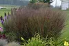Stauden Gänge 5 x Panicum virgatum 'Shenandoah' im 1 Liter Produktbild-Vorschau 2