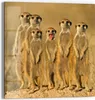 DEQORI Glasbild Echtglas 30x30 cm 'Wachsame Freunde' Produktbild-Vorschau 1