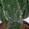 Bloomique - Opuntia Rubescens - Road Kill Cactus - Roślina Podgląd zdjęcia produktu 6