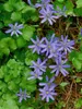 Hepatica nobilis, Leberblümchen, ca. 9x9 cm Topf, blau Produktbild-Vorschau 6