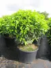 Prunus lusitanica angustifolia Kugel - Portugiesische Produktbild-Vorschau 4