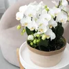 Kolibri Orchids | weißes Pflanzenset im Baumwollkorb inkl. Produktbild-Vorschau 5