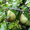 Pyrus communis 'Triomphe de Vienne', hruška, 5-litrový Náhľad obrázku produktu 2