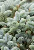 Blaufichte 40-60 cm, im Topf - Picea pungens glauca, Produktbild-Vorschau 1