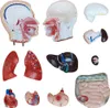Anatomie Modell Torso des Menschen Anatomiemodell Produktbild-Vorschau 3