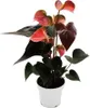 Dúhový plameniak - Anthurium andreanum "Rainbow Champion" - Náhľad obrázku produktu 1