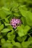 Spiraea japonica 'Little Princess', Zwerg-Spiere, rosa, Produktbild-Vorschau 3
