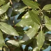 Dub cesmínový – kríky – Quercus ilex  | 60–80 cm v Náhľad obrázku produktu 2