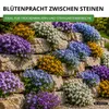 Steingarten-Stauden Winterharte Mischung Samen - Produktbild-Vorschau 7