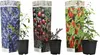 Mischung Obstbüsche - 3 Stk - Actinidia, Vaccinium - Höhe Produktbild-Vorschau 1