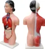 MedMod Anatomický model trupu 45 cm, detailný model Náhľad obrázku produktu 4