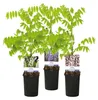 GreenboutiQ - Blauregen Pflanze Winterhart - Wisteria Produktbild-Vorschau 1