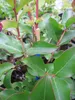 Lagerstroemia Indica Tuskegee - Kräuselmyrte Tuskegee - Produktbild-Vorschau 2